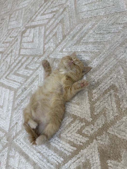 Котенок рыжий бесплатно