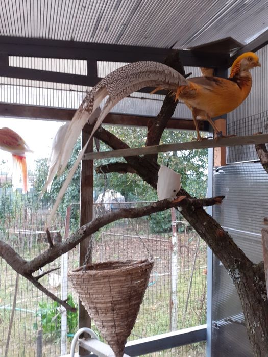 Porumbei de vânzare