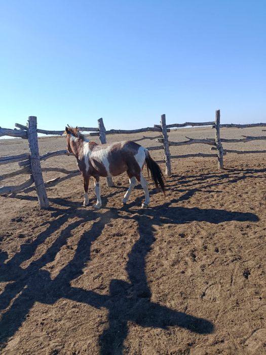 Донен сатылады, продется жеребец