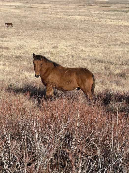 .Жабағы Тяж