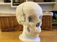 Model Craniu Medicina