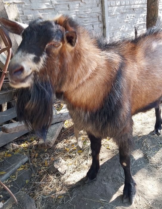 Vand Țap Alpin mare