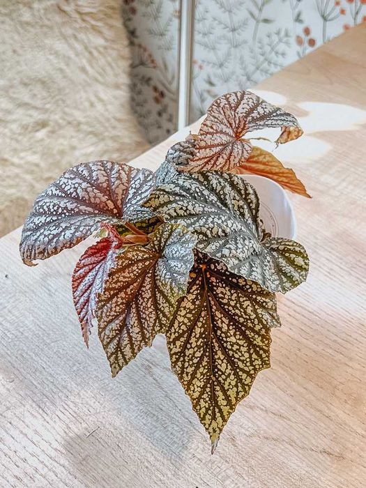 Молодые коллекционные растения и черенки от 500т