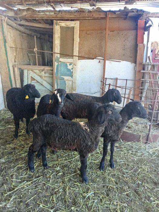 Семіз тоқтылар сатылады