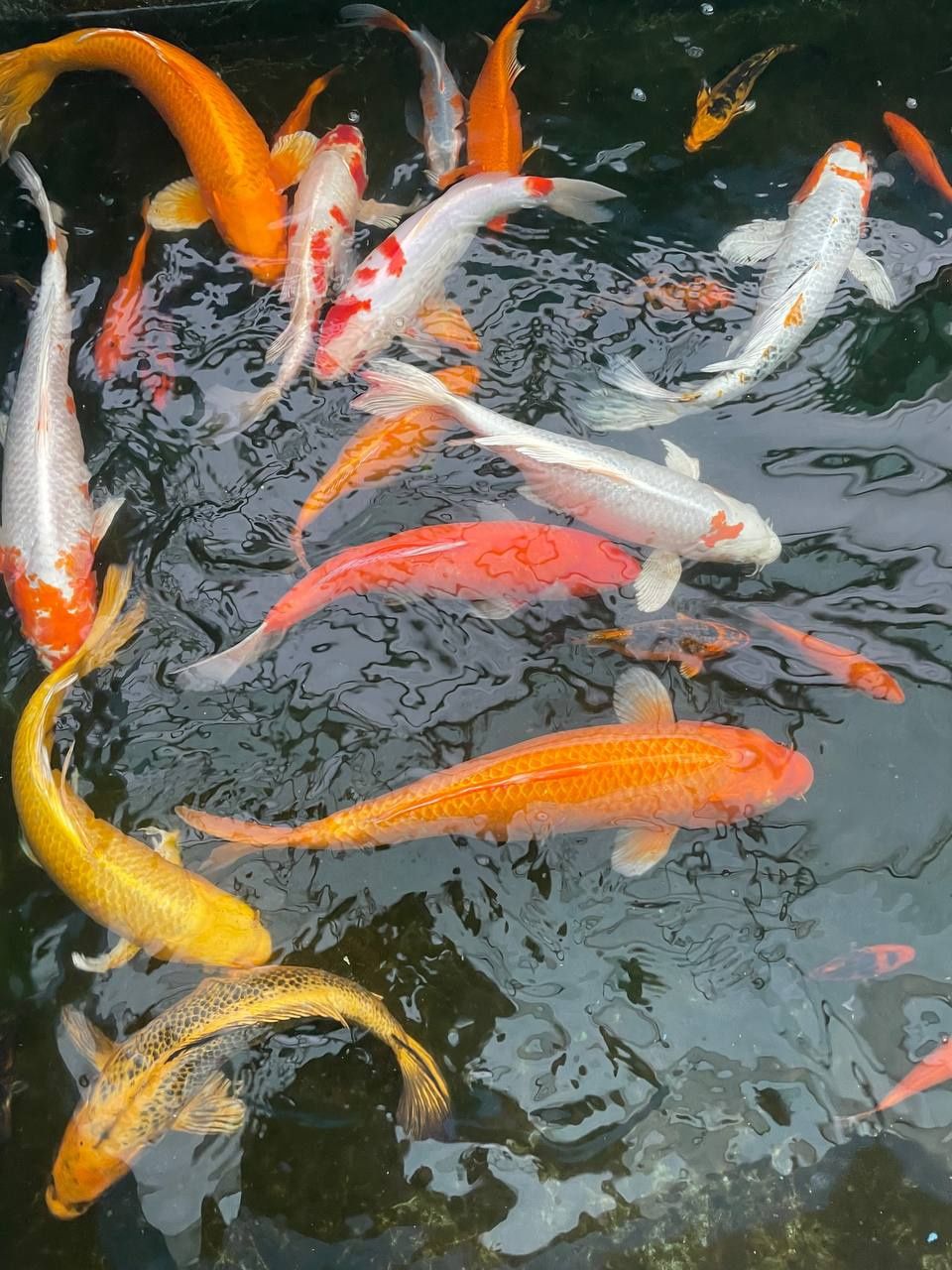 Японский карп Коя