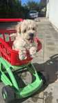 Pudel Caniche Pitic