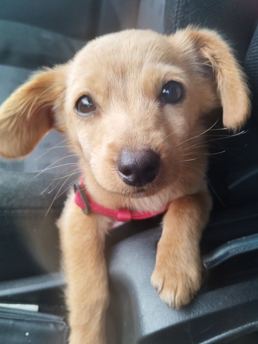 Търси  дом БЕЗПЛАТНО порода любов