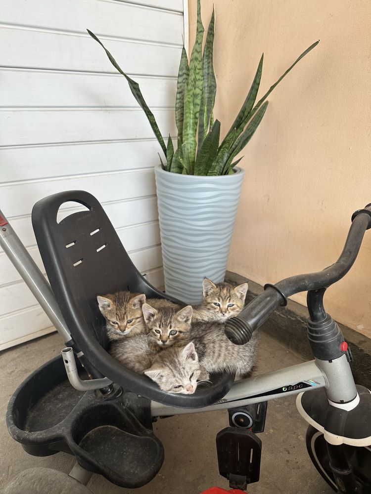 Отдам бесплатно котят