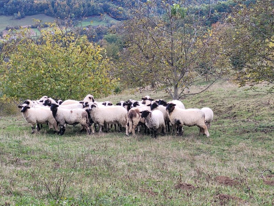 De vânzare miei de 8 luni
