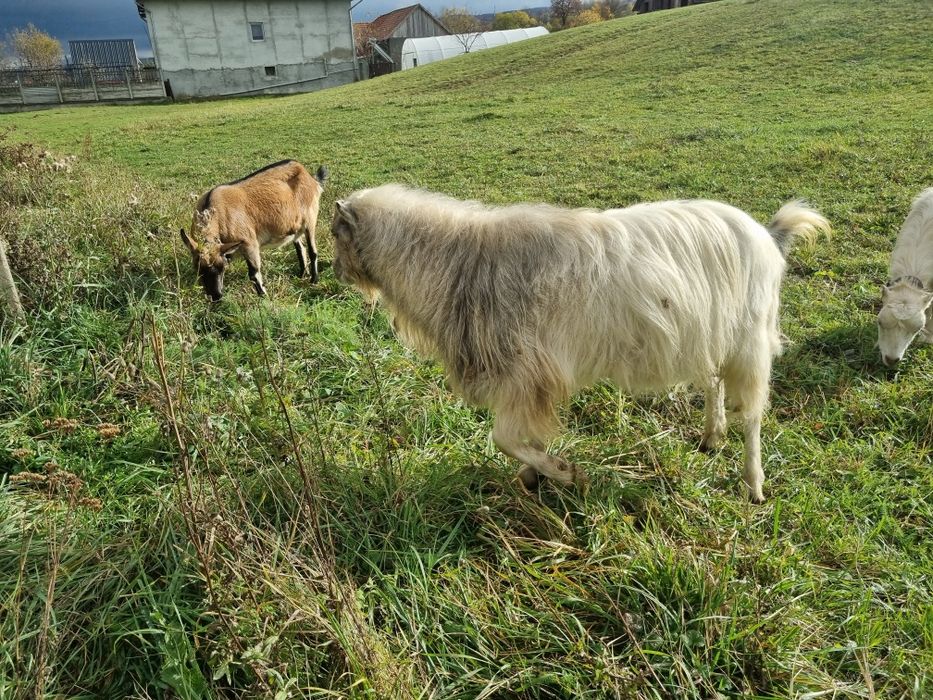 Vând țap de 3 ani