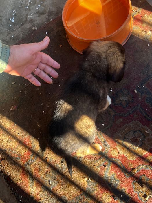 Dam spre adoptie 3 fetite de talie medie