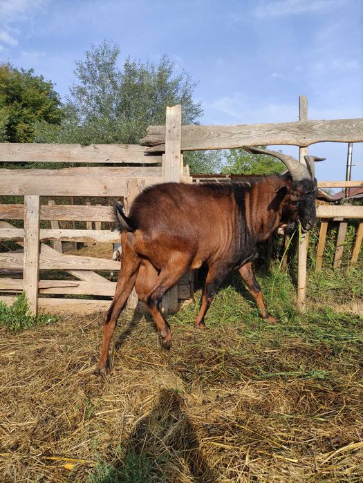Vînzare țap metiș Anglo Nubian cu Alpin