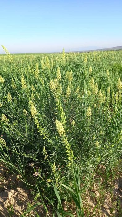 Пыльца цветочная гулчанг