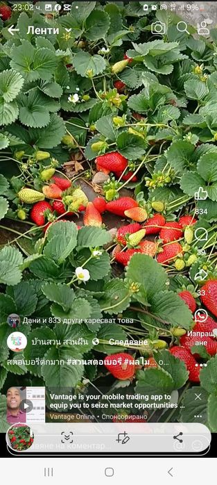 Продавам ягоди   и малини
