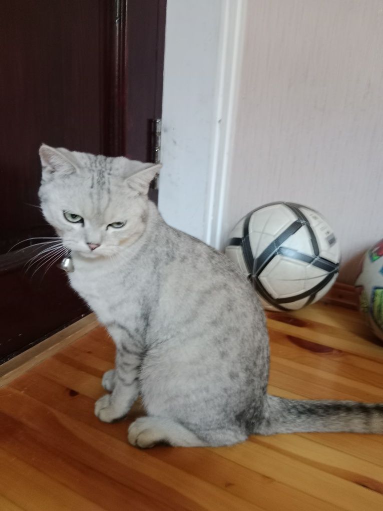Вязка. Не продается
