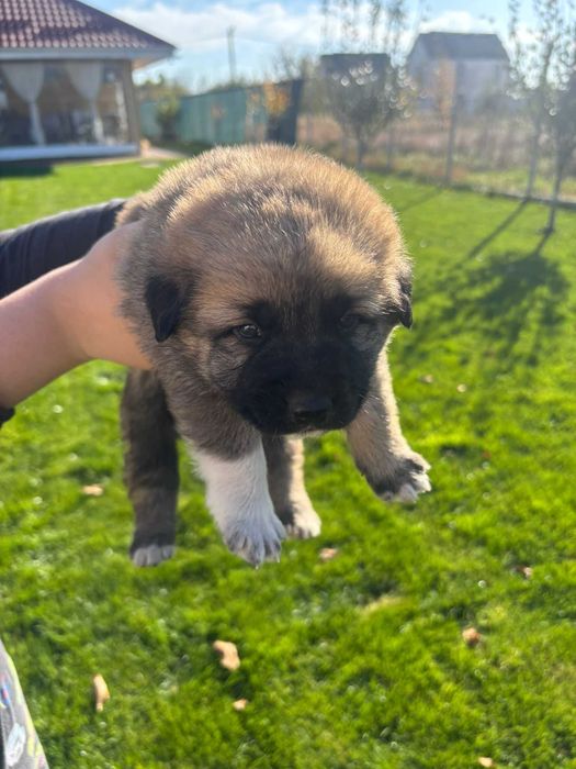 Ofer spre adoptie 7 catelusi super simpatici