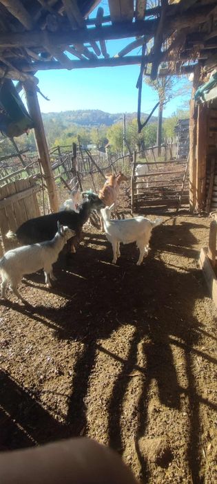 Vând capre mai multe detalii la numai de telefon ...