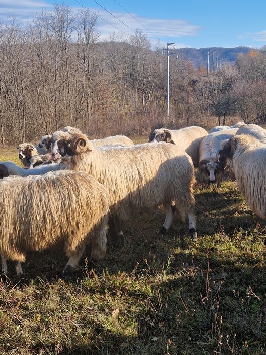 Vând berbeci sau schimb cu oi
