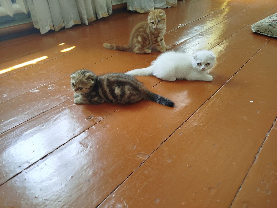 Продаются милые котёнки