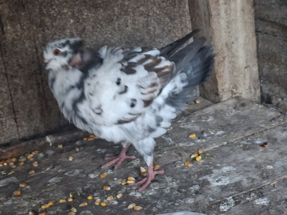 Vand o pereche de  porumbei King