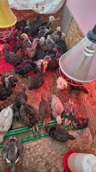 Pui australorp și de țară