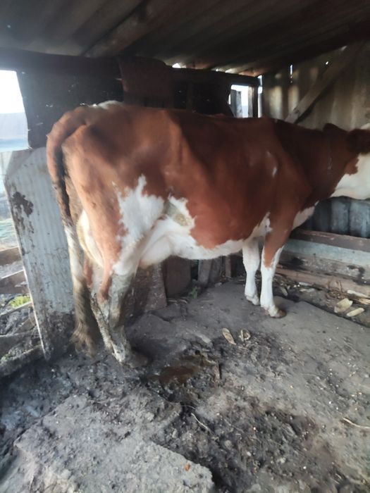 Vănd vacă bălțată românească