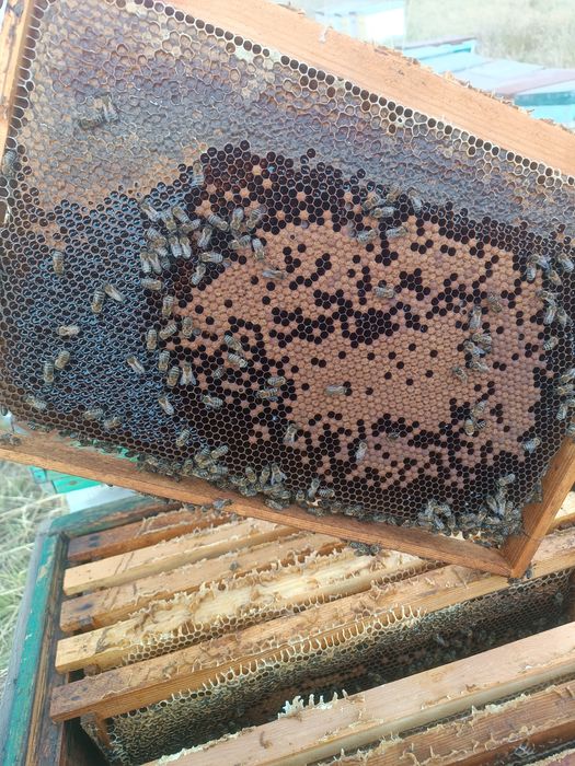 Мёд и продукты пчеловодства