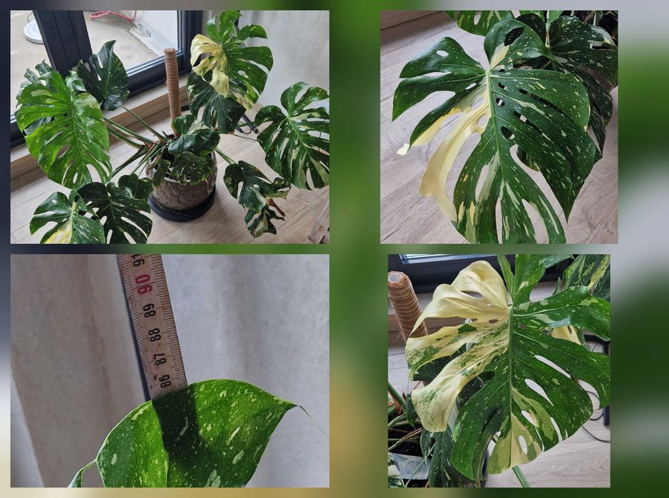 Monstera deliciosa variegata thai constelation albo