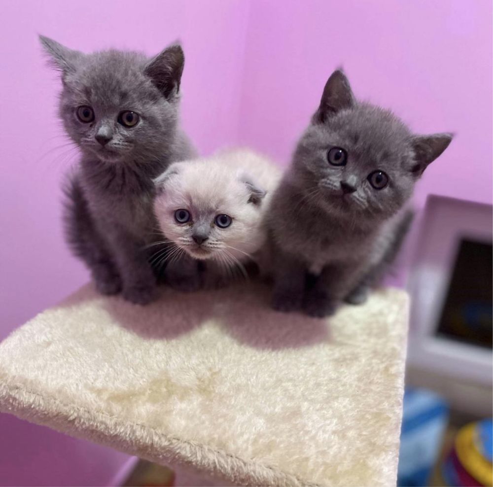 British Shorthair, Scottish Fold, Straight