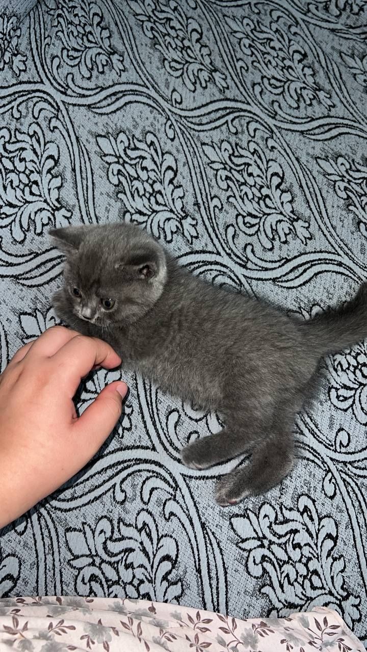 Котята продаются
