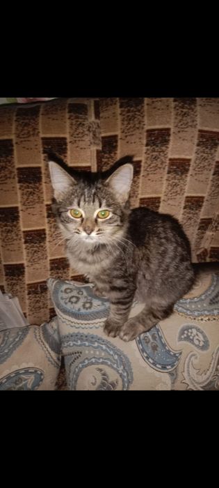 Отдам в добрые руки кошечку