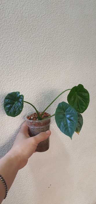 алоказия синуата