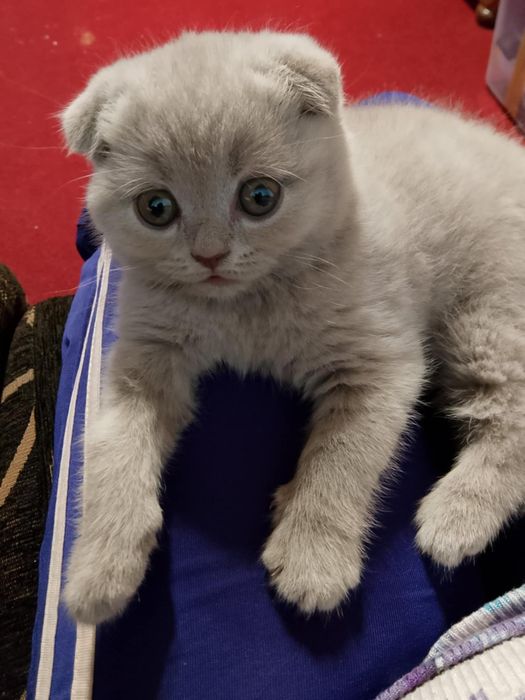 Шотландско клепоухо коте