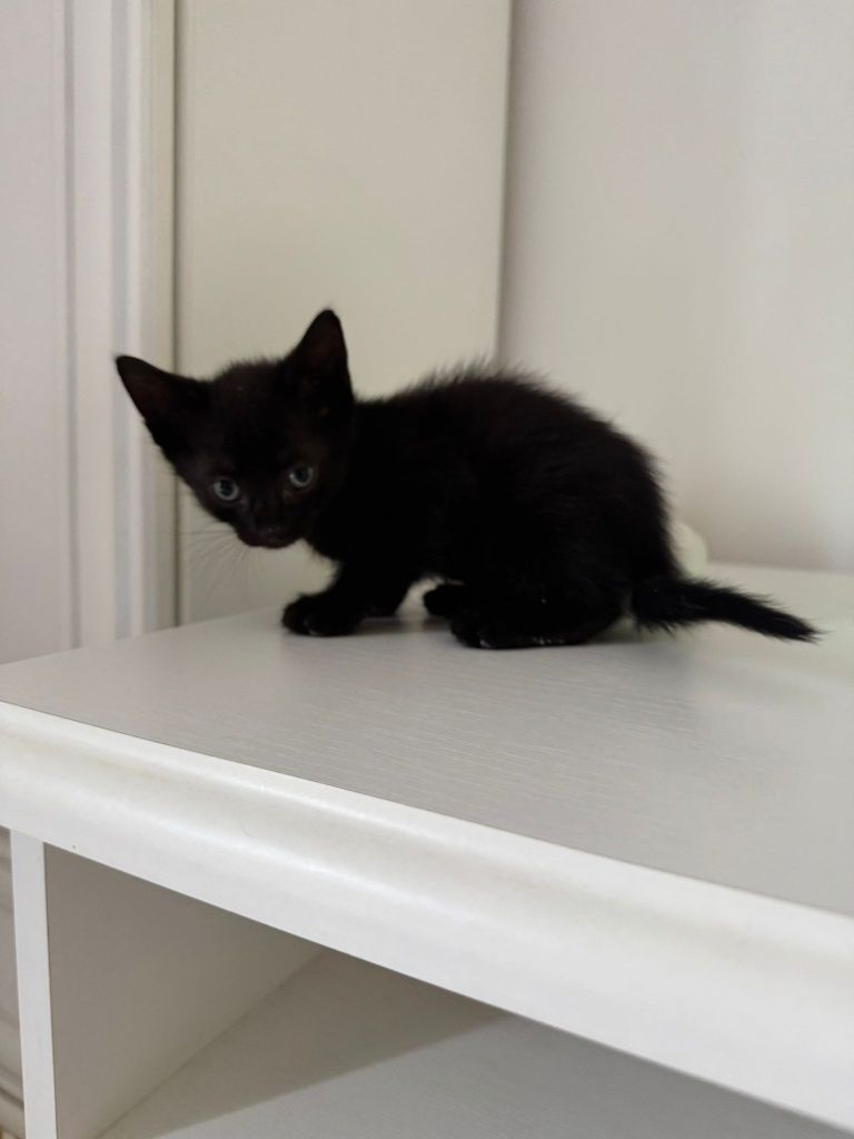 Pui de pisica pentru adopție