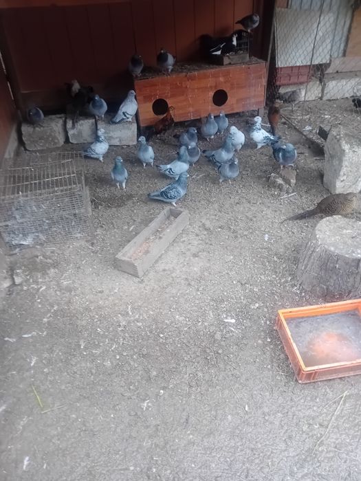 Vand tot ce se vede in poze