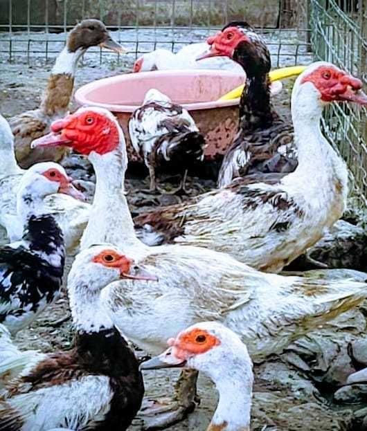 Rate lesesti sanatoase 2kg/buc 1 an Doar 70 lei/buc! Crescute natural!