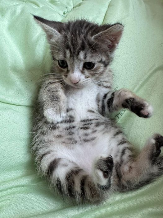 Котята ищут дом ^^