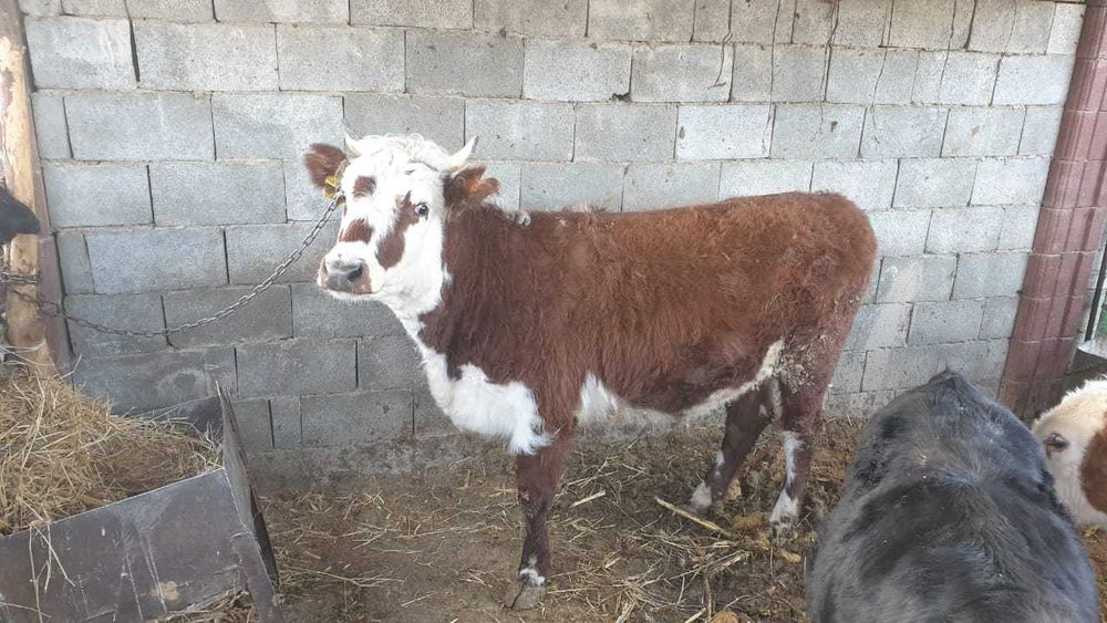 Коровы. Согымга. Соиуга