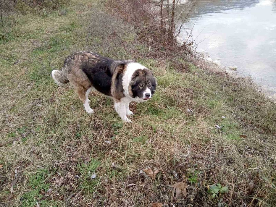 Подарявам женско българско овчарско куче