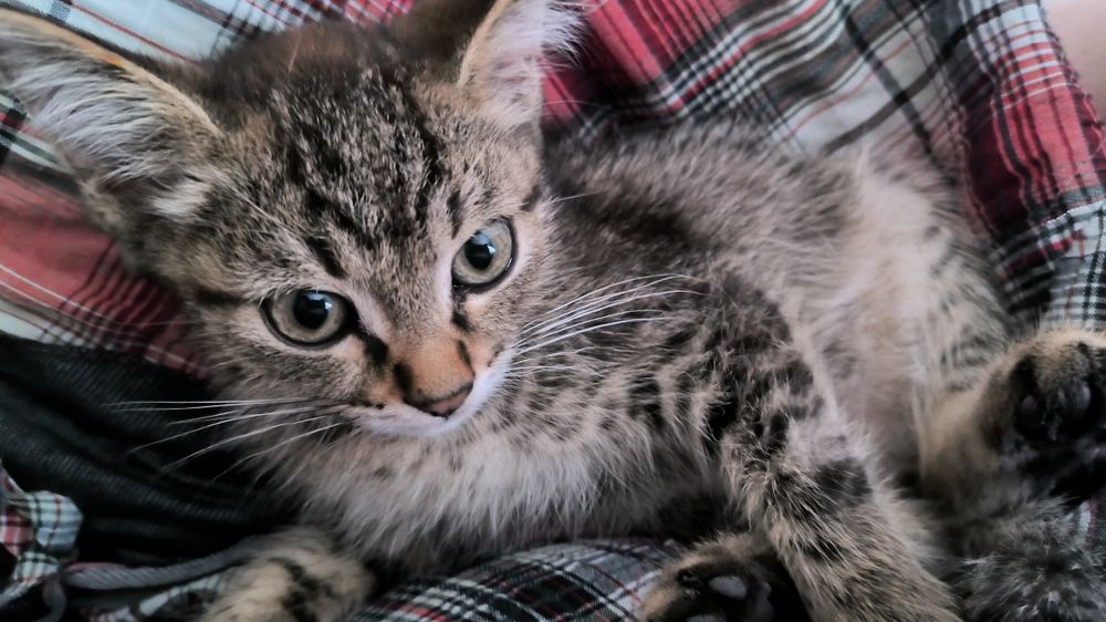 Котенок бесплатно