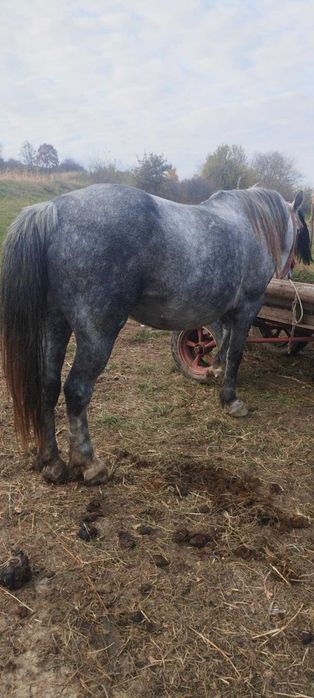 Schimb iapa pe o vaca buna de lapte