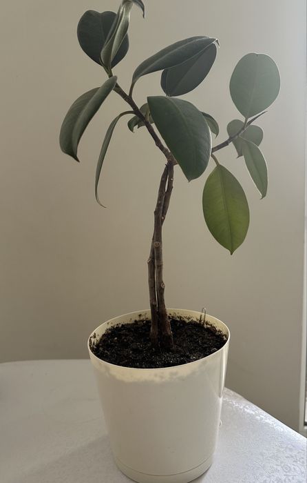 Пролам цветок Фикус