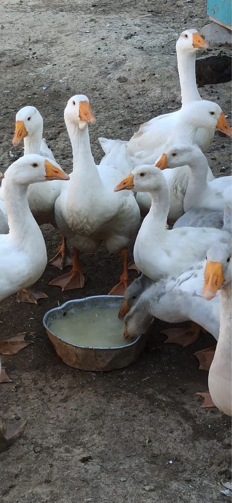 Продам гусей и гусят