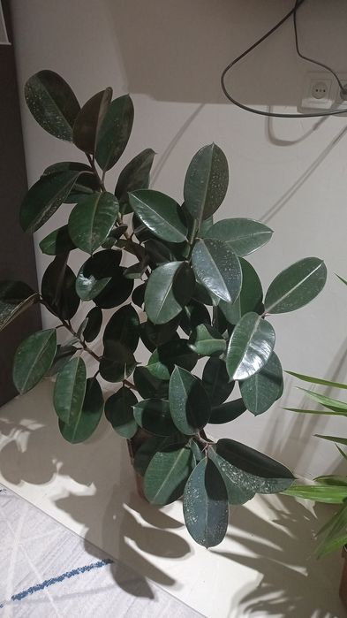 Хона гуллари сотилади