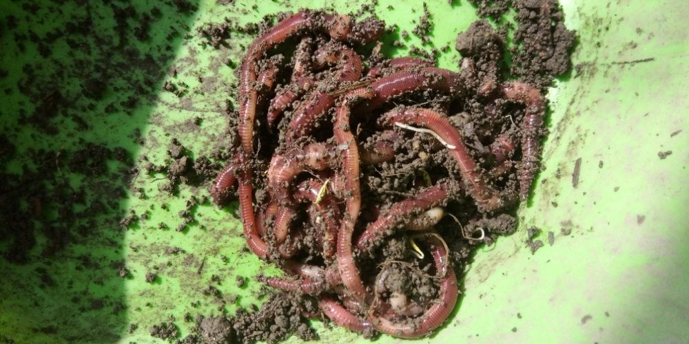 ЗЕМЕН Червей Едър  90лв кг  ,60 лв , Микс , кутийката 3,50 лв