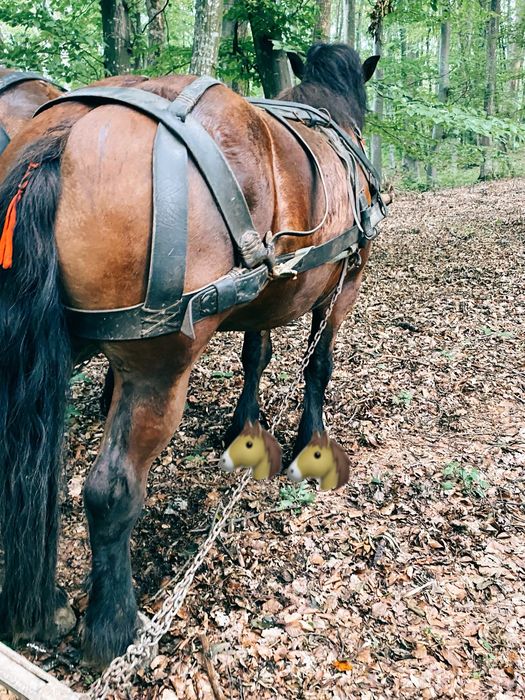 Manza ardeneza 3 ani garantata de ham posibil gestanta ! Vand schimb