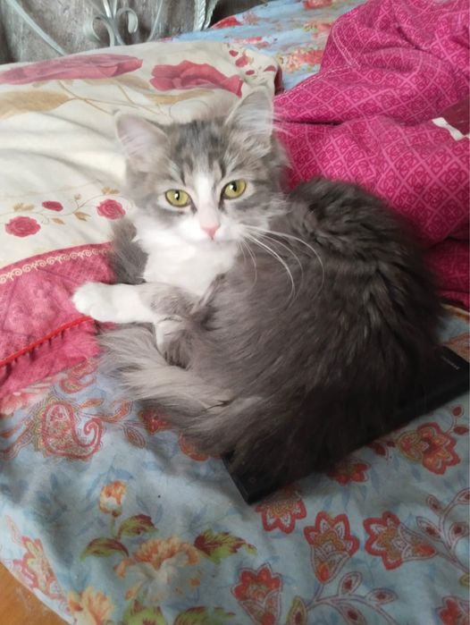 Котенок в добрые руки