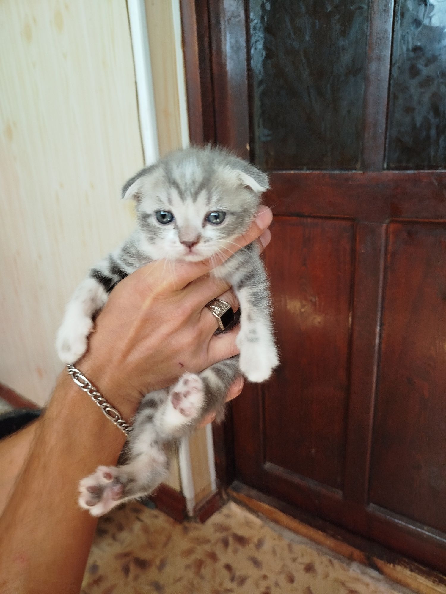 Продаются котята