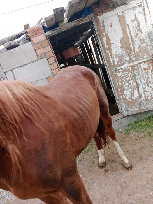 Продам жеребца два с половиной года и жеребёнок 1,5 года