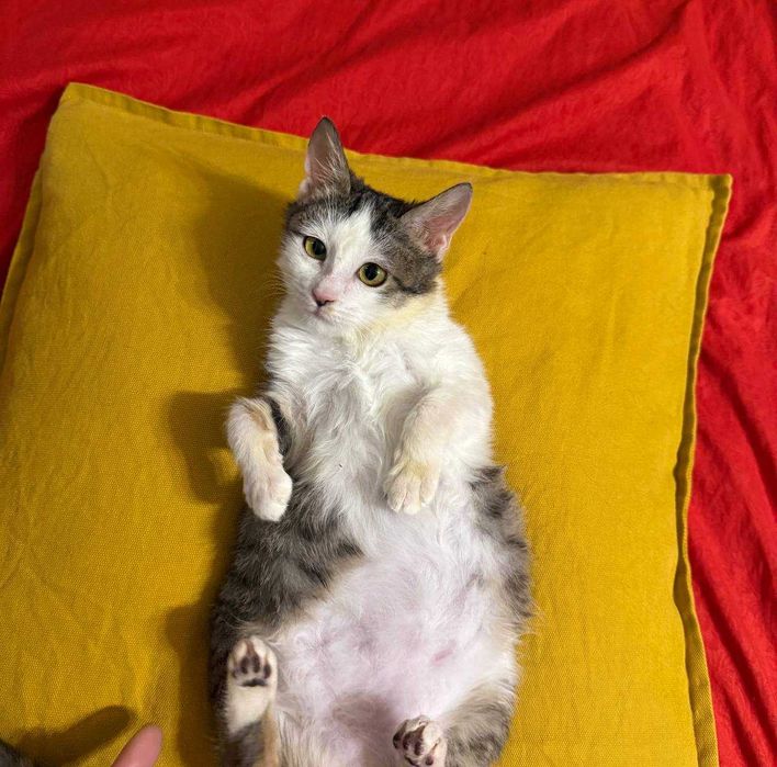 Не просто котёнок — маленькая подруга на всю жизнь